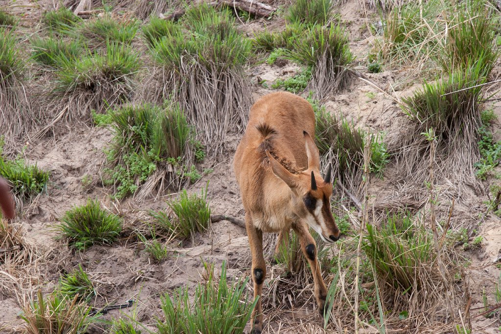 IMG_6739.jpg - Very young sable antelope.